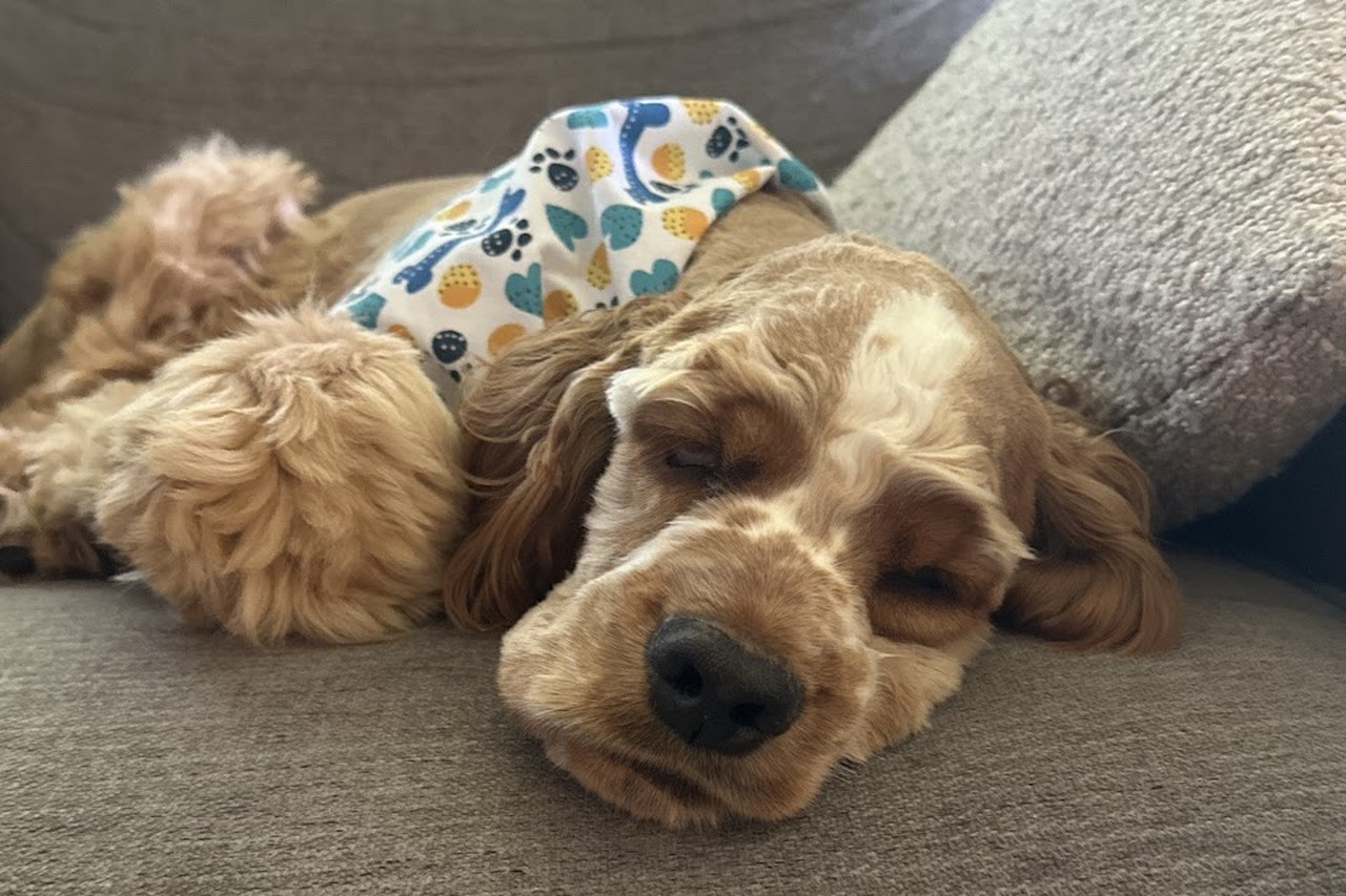 A cocker spaniel asleep in her paw print bandana after a Glomore Grooming appointment