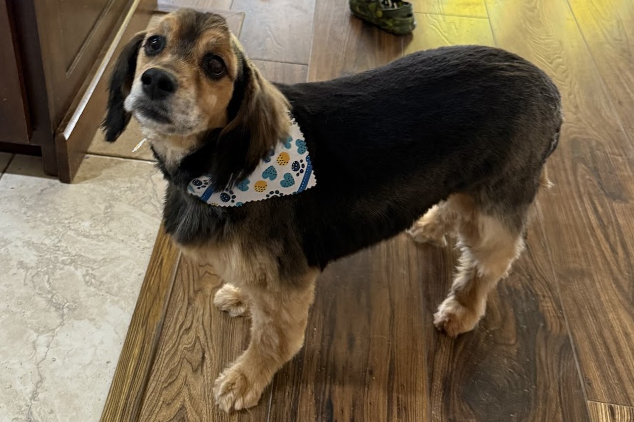 A beagle mix in a paw print bandana showing off a fresh short body clip