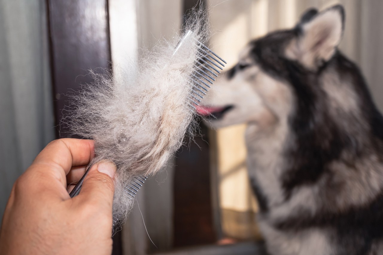 A comb full of loose undercoat lifted away during a de-shedding treatment