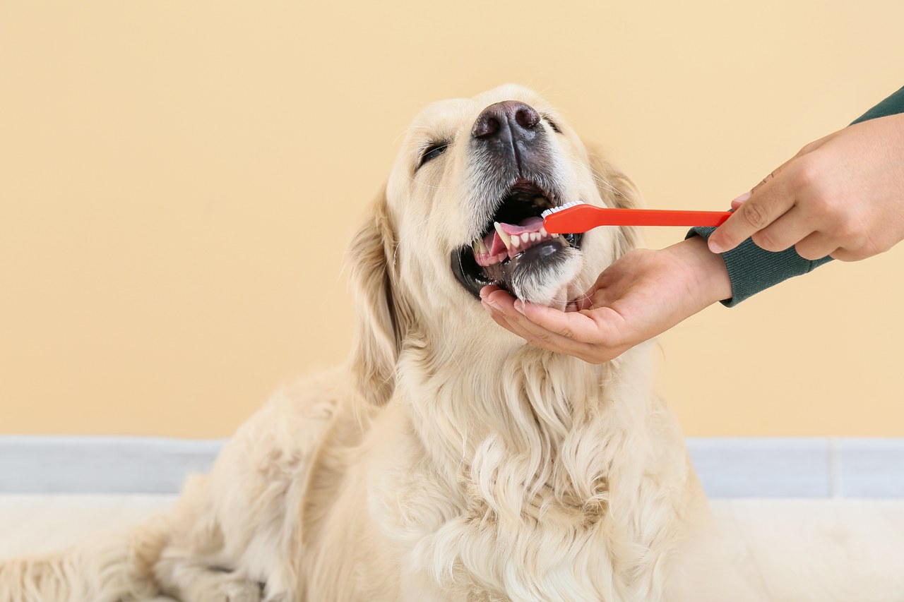 A dog having its teeth brushed during a dental hygiene add on