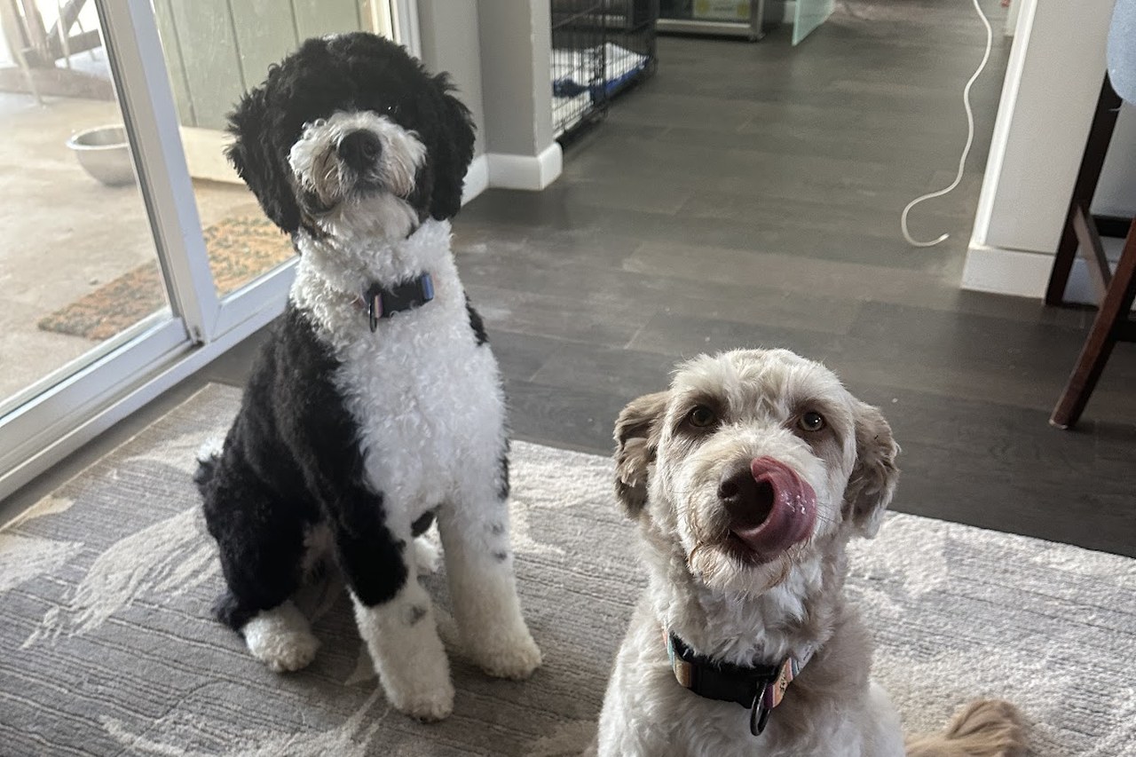 Two freshly groomed doodles sitting side by side after their appointments