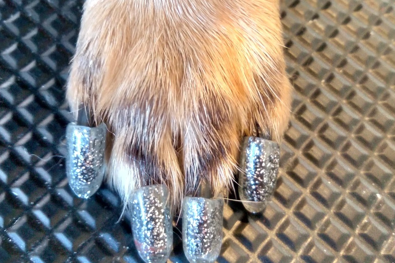 Close up of a dog's front paw with freshly finished nails